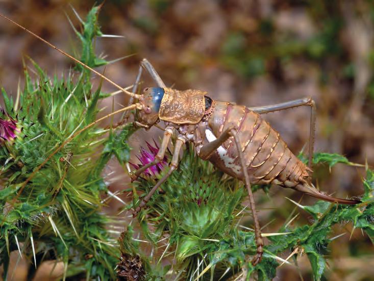 Az Orthoptera-kutatás története Albániában 305 anyagot az orthopterológus és középiskolai tanár Richard Ebner (1. ábra) dolgozta fel.