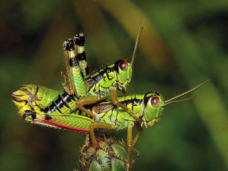 Az Orthoptera-kutatás története Albániában 309 5.