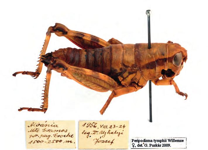 310 Puskás G. 6. ábra. Az első Peripodisma tymphii Willemse, 1972 példány a Magyar Természettudományi Múzeum gyűjteményében Fig. 6. First specimen of Peripodisma tymphii Willemse, 1972 stored in the Hungarian Natural History Museum vart gyűjtöttek, bejárva az ország legnagyobb részét (Friese & Königsmann 1962).