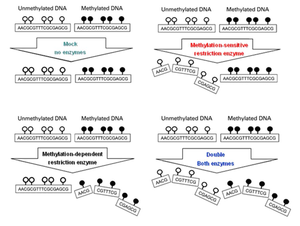 Nem metilált DNS Metilált DNS Nem metilált DNS Metilált DNS Nincs enzim Metiláció-szenzitív Nem metilált DNS Metilált DNS Nem metilált DNS
