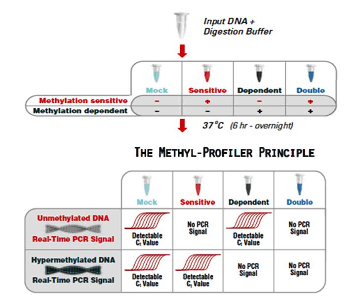 hipermetilált DNS RT-PCR jel Nincs PCR jel Nincs PCR jel 11. ábra.