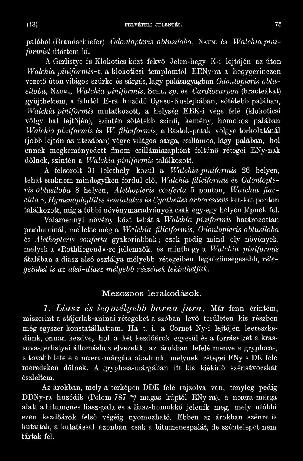 szintén sötétehb szinti, kemény, homokos palában Walchia piniformis és W.