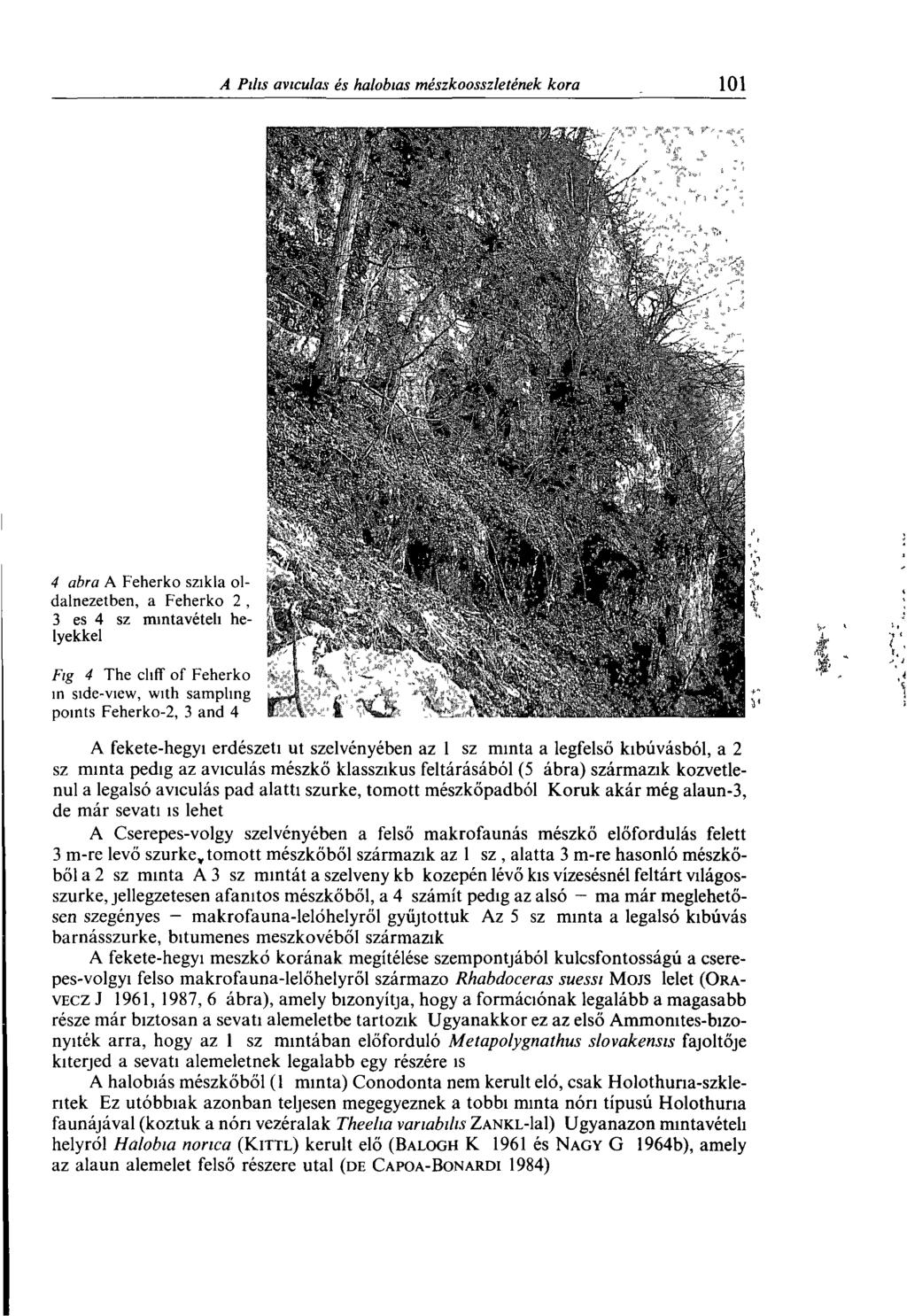 4 abra A Feherko szikla oldalnézetben, a Feherko 2, 3 es 4 sz mintavételi helyekkel Fig 4 The cliff of Feherko in side-view, with sampling points Feherko-2, 3 and 4 A fekete-hegyi erdészeti ut