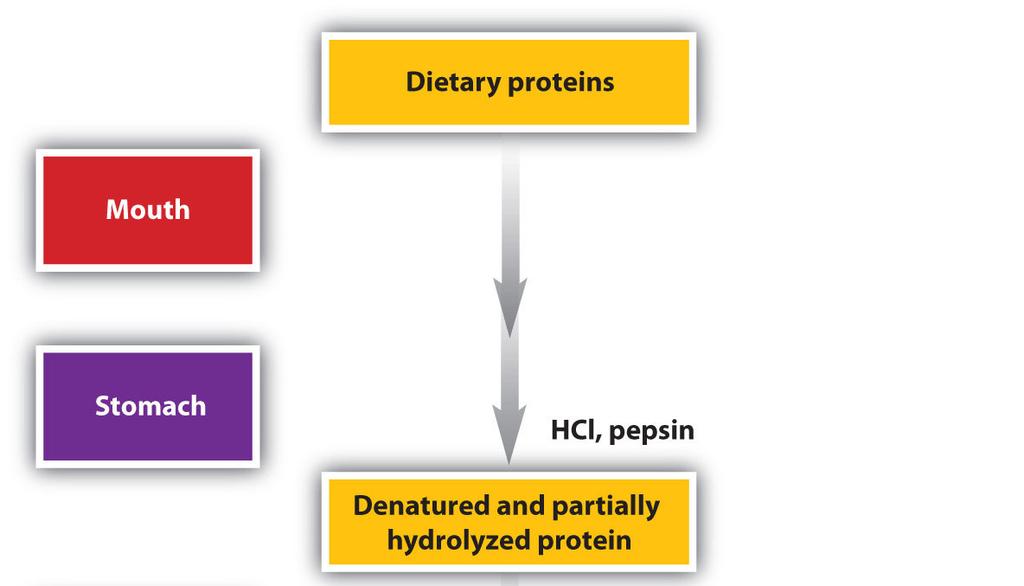 Gyomor HCl, pepszinek Denaturált, részben hidrolizált fehérjék 1.