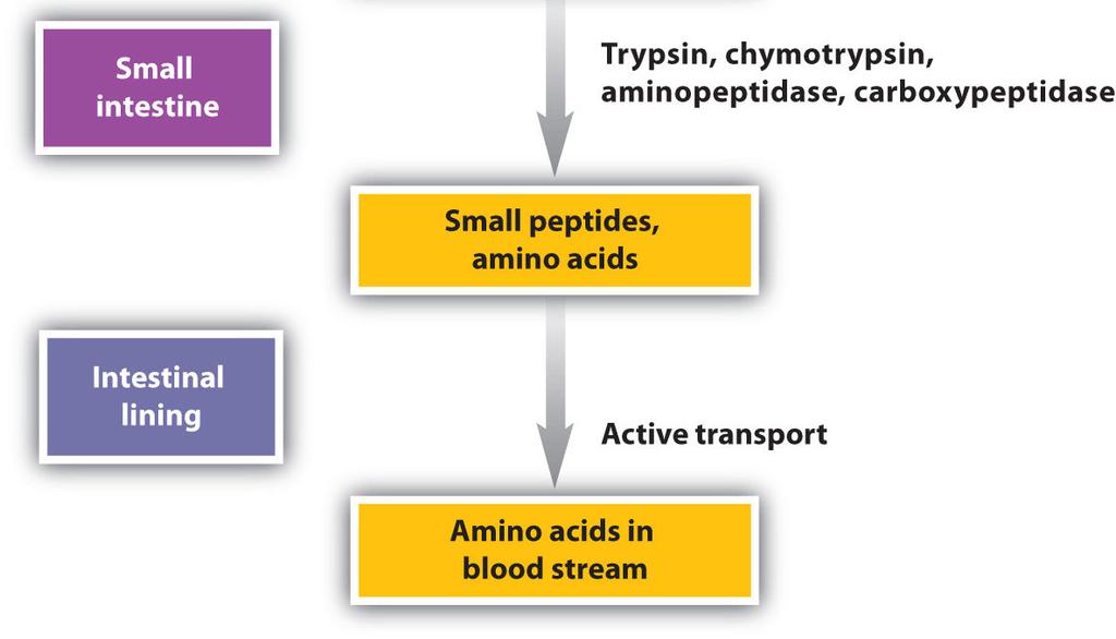 Celluláris bontás: Aminopeptidáz, dipeptidáz, dipeptidil-aminopeptidáz rövid