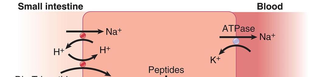 Vékonybél Véráram Peptidek