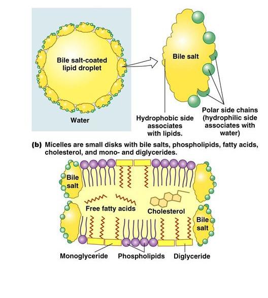 Felszívódás feltétele: micellaképződés Amfipatikus molekulák micellaképzés Hidrofób mag + epesavas só burok Vegyes micellák: epesavas sók + koleszterin +