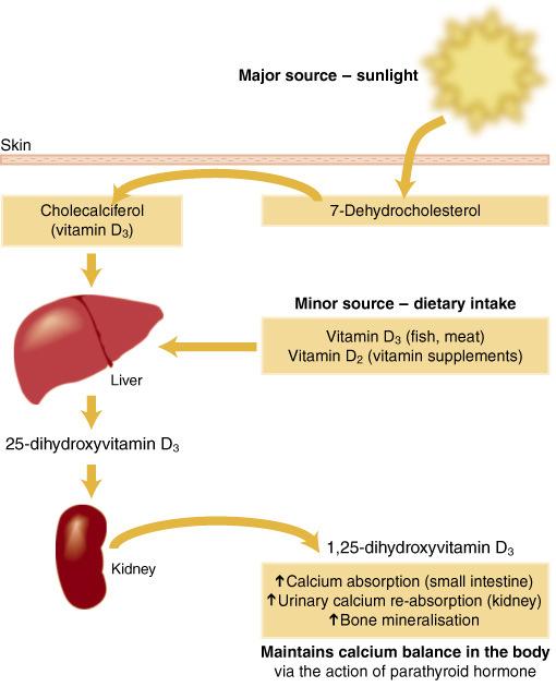 Luminális Ca++ trp Calbindin szintézis Basolaterális Ca++-pumpa a D vitamin a calbindinés a Ca ++ traszporterek