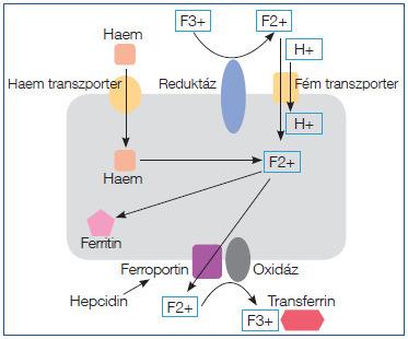 Alternatív út raktározás és elimináció apoferritin +