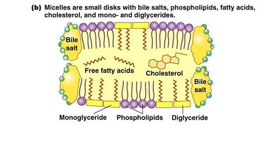 Amfipatikus molekulák micellaképzés Vegyes micellák: epesavas sók +