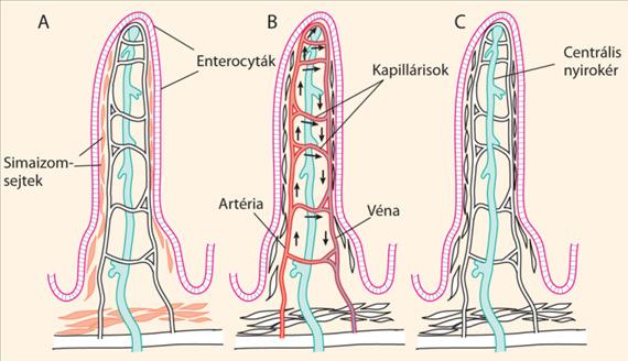 Az intestinális mucosa sajátosságai Enterocyták mikrovillusok kefeszegély
