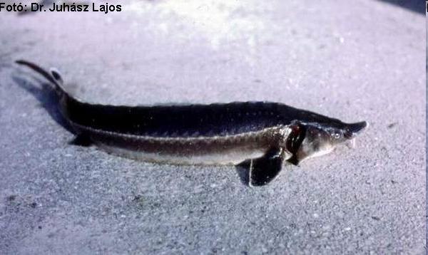 Állkapcsosak - Gnathostomata OSZTÁLY: Sugarasúszójú halak -