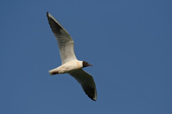 (Laridae) Dankasirály (Larus ridibundus)