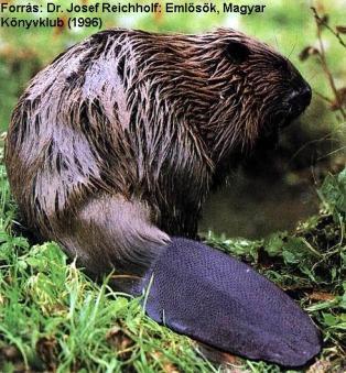 Menyétfélék - Mustelidae Vidra - Lutra