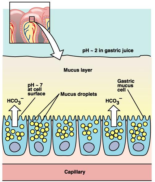 MUCOSALIS BARRIER Mucosalis barrier károsodása: - ulcus - perforáció ph~7 ph~7 Mucusgél