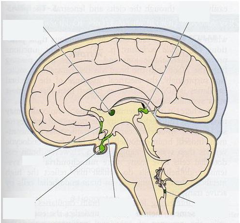 oesophagus sphincter ellazul Müller manőver (belégzés, zárt glottis) Az abdominális izomzat kontrahál A felső oesophagus sphincter relaxál A légzés