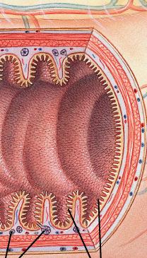 AZ INTESTINALIS MUCOSA SAJÁTOSSÁGAI Nagy felszín Sejtek közötti szoros kapcsolat (tight junction), melynek