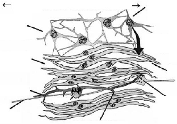 A Cajal-féle intersticiális sejtek rendszere interstitialis sejthálózat a pacemaker régióban lassú hullámok terjedése az ICC hálózatban I.