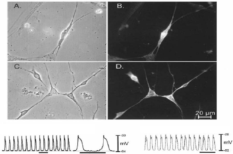 depolarizáció és az L-tipusú Ca-csatornák aktivációja enteralis motoneuron simaizomsejtek közti réskapcsolat IV.