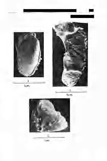 Müller: Decapoda