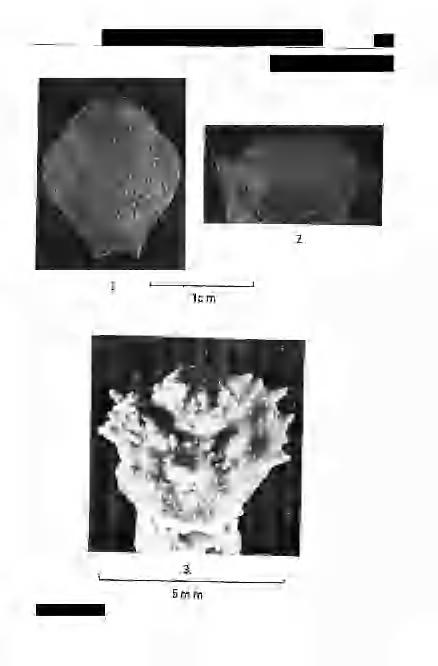 Müller: Decapoda fauna