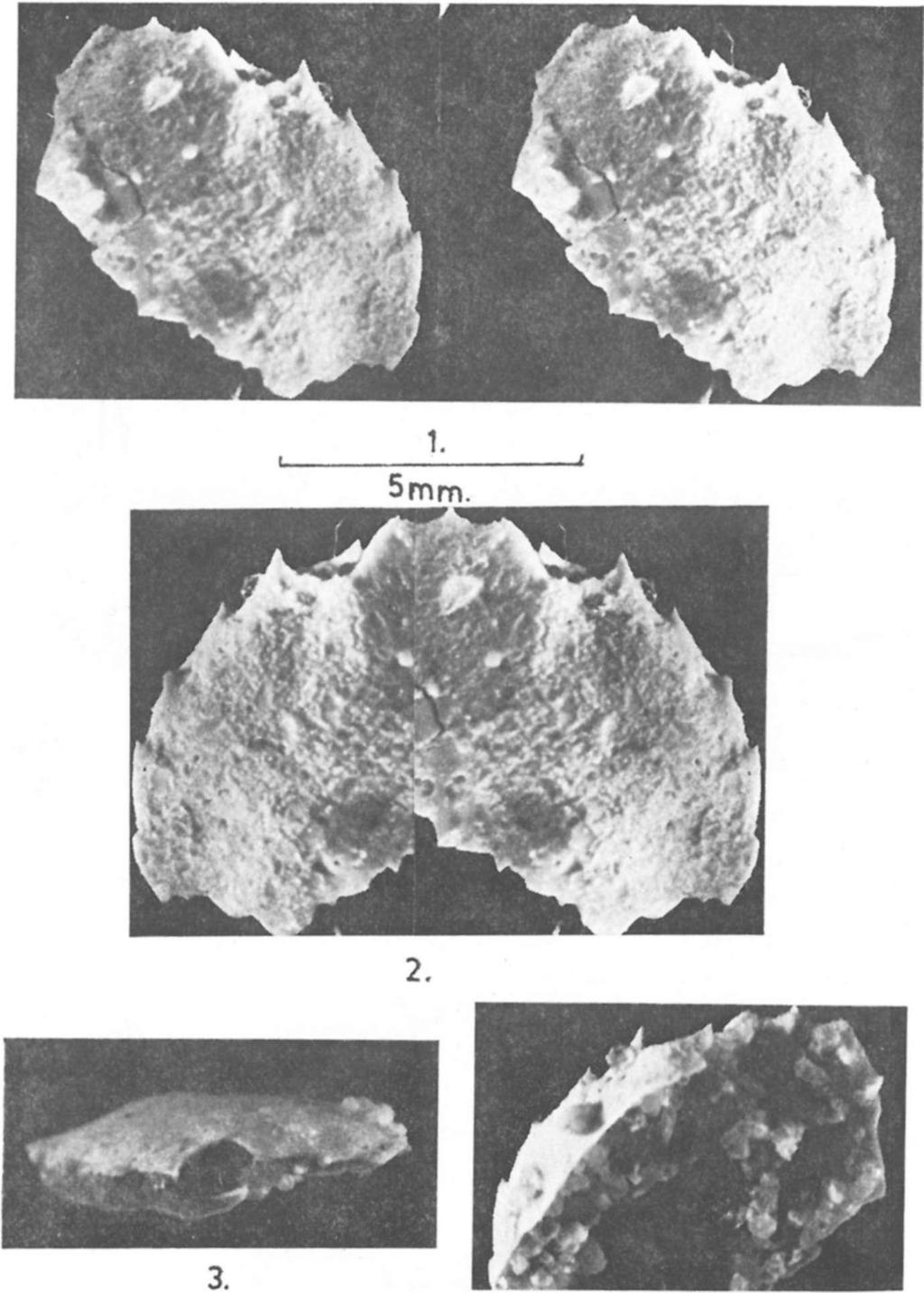 miocénből (5) 305