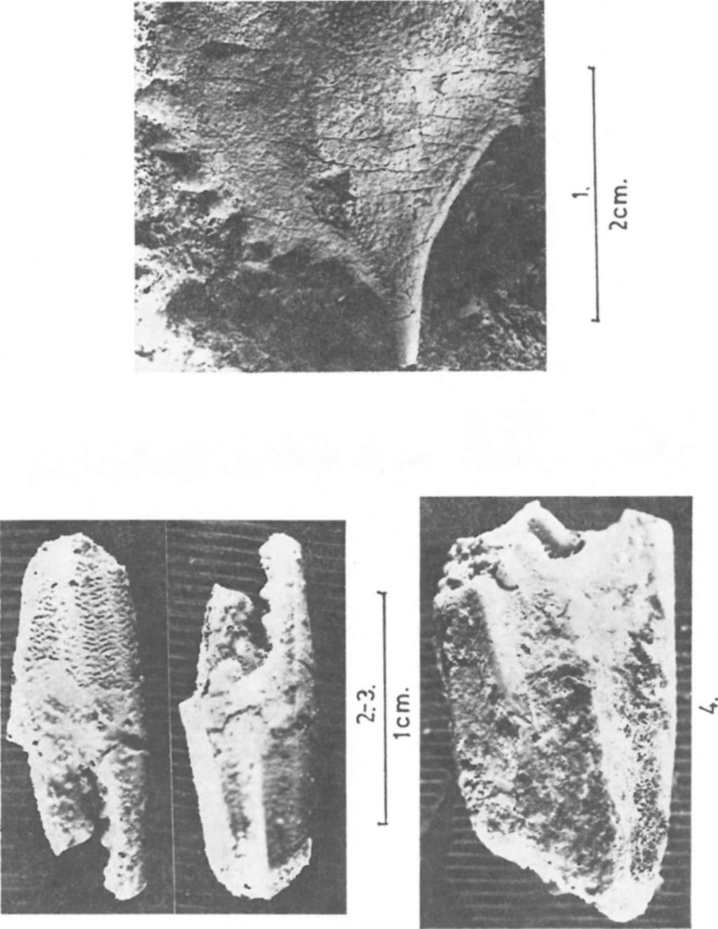 miocénből (5) 307