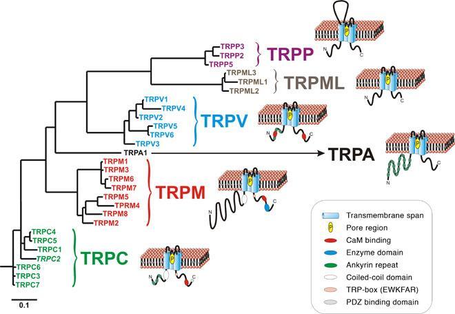 TRPM - Adott T tartomány, magas ozmolaritás, alacsony ph, alacsony intracell Ca 2+,