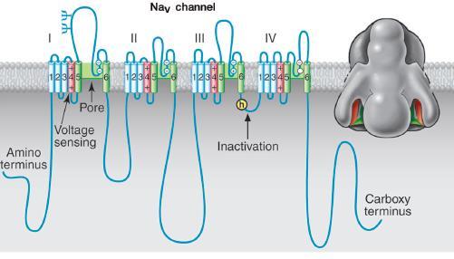 Nátrium csatornák Na V 1.