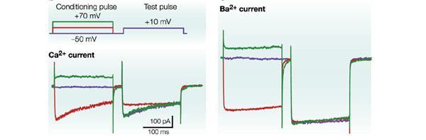 synprint, Ca V 2 MFB: gyors deaktiváció L-type: antiarrhythmics antihypertensives Ca V 1.