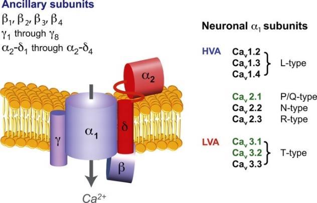 4 CACNA1F P/Q/N/R-types: Ca V 2.1 CACNA1A: P/Q, AgaTx Ca V 2.2 CACNA1B: N, ω-conotx, Ca V 2.