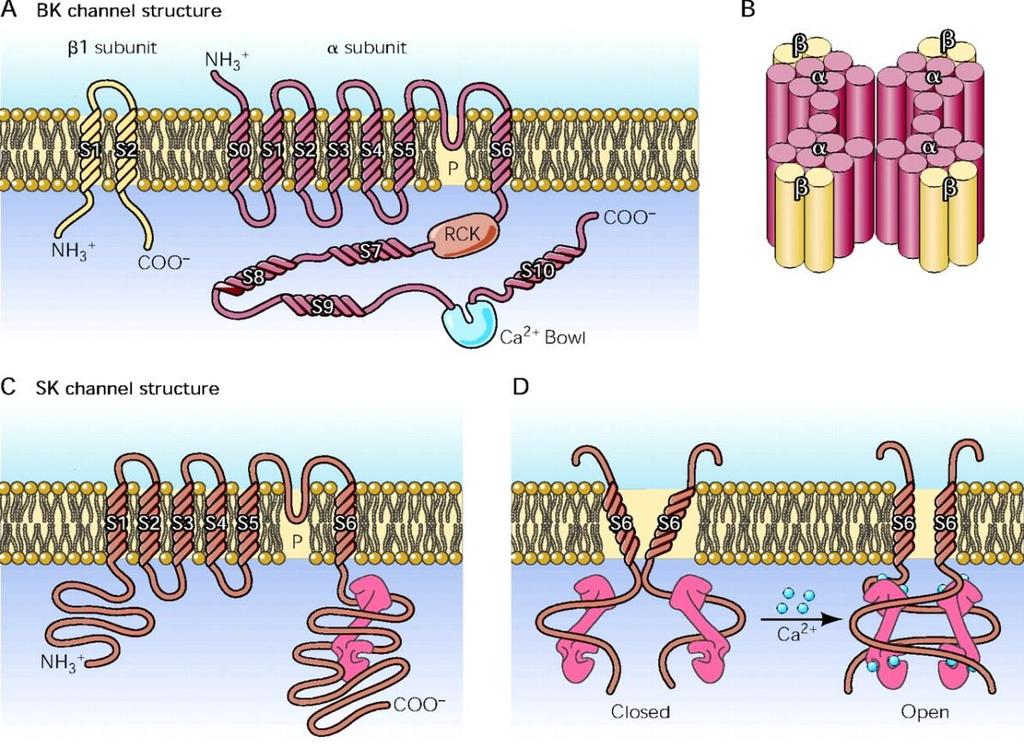Kálium csatornák 2: K Ca K Ca 1-5: fly: 3 féle, worm: 6 féle K Ca 2: SK, K Ca 3: IK (KCNN) - Calmodulin - NEM V-függőek - közelebb