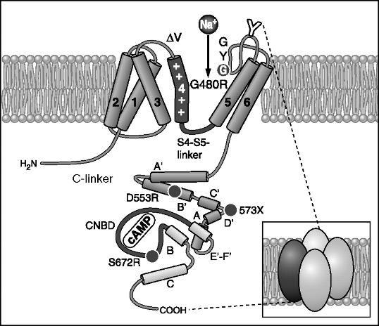 camp/cgmp-binding HCN (HCN1-4) - Homo- heteromer?