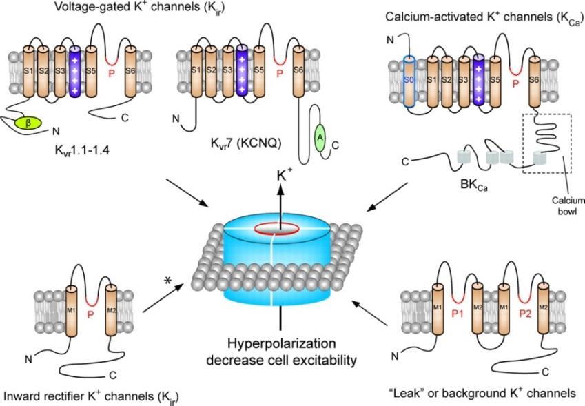 Kálium csatornák 4: K ir, K 2P K ir - 2TM, homomer - 15 féle human,