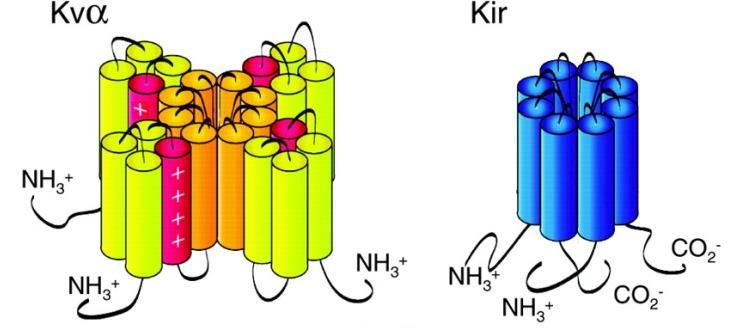 ir - Gated by: K ir 1: H +, ATP K ir 2: H +, PIP 2 K ir 3: Gβγ, PIP 2 K 2P