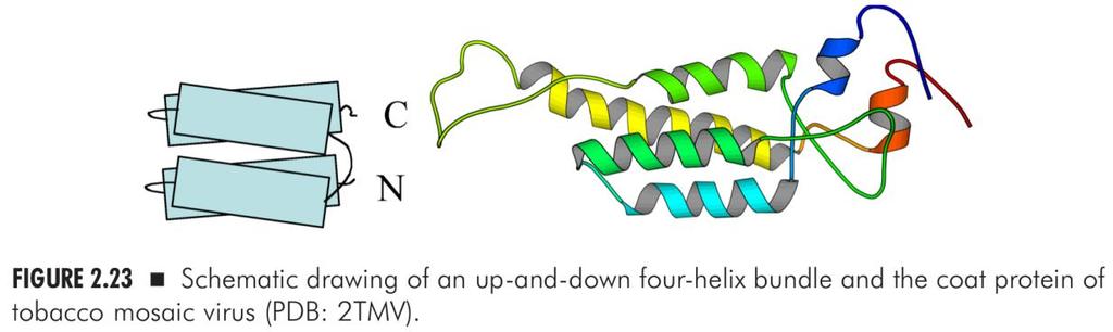 szerkezet (PDB #: 2TMV) alapján A fehérjék gyakran több térbelileg elkülönülő hidrofób centrum köré