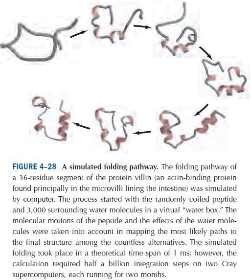 random módon generált kezdeti konformációból kiindulva. A protein részlet szimulációját virtuális vizes boxban végezték.