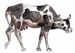 tömege 400 kg? Hány lovat tud vinni, ha csak lovat visz és egy ló tömege 500 kg?