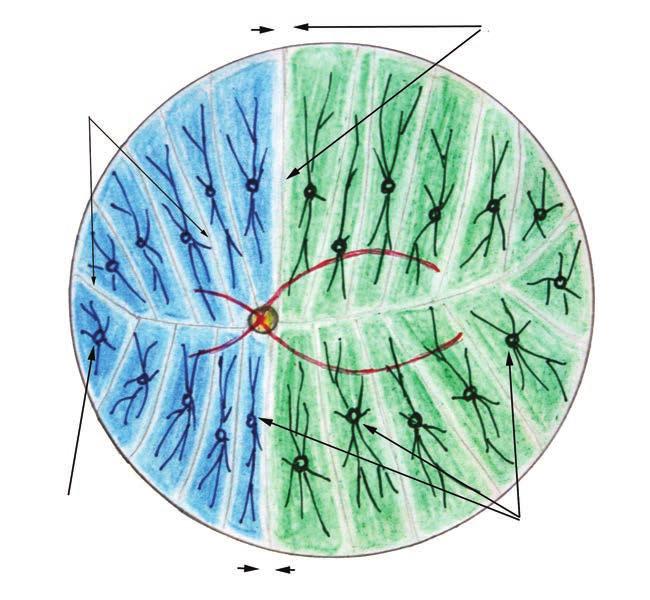 Non-arteritic anterior ischemic optic neuropathy 4. ábra: A chorioidea vérellátása egy laterális (zöld) és egy mediális (kék) a. ciliaris posterior ág esetén.