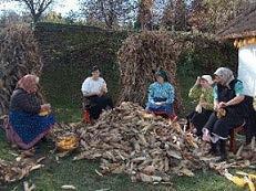 Amikor a szüleitekkel utaztok látjátok, hogy a kukoricaföldeken gépek takarítják be a termést. A kukoricacsövekhez már nem is ér hozzá az ember. Gyerekkoromban nem így volt.