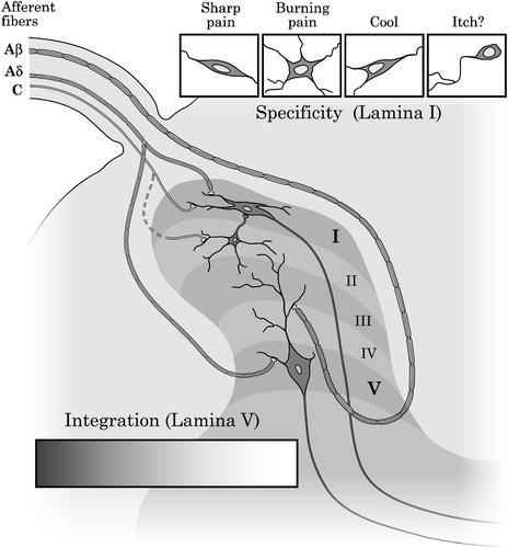 MECHANIZMUS CS, A NEUROPLASZTICITÁS Neuroplaszticitás anatómiai és funkcionális változások.