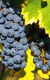 A kóstolható borok: Kadarissimo Obsessio, Bikavér Válogatás, Merlot, Cabernet Sauvignon Válogatás és Passionata. Amennyiben bort szeretne vásárolni, a pincészet 20% kedvezményt biztosít.