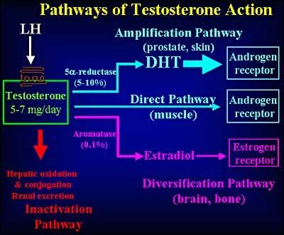 Testis endokrin funkciói: Here fő hormonja a tesztoszteron Termelés: Leydig sejtekben Szintézisét LH