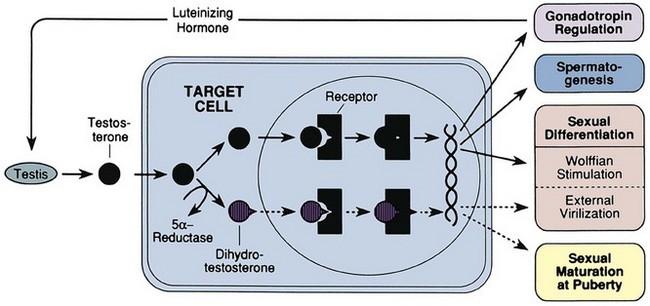 Tesztoszteron egy részét a 5 -reduktáz enzim egyes célsejtekben dihydrotesztoszteronná DHT