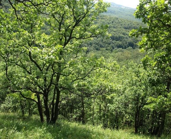 Természetvédelmi és Turisztikai Közhasznú Egyesület, MTA Ökologiai Kutatóközpont, WWF Projekt célja: A hazai erdők meghatározó tölgyes-élőhelyeinek hosszútávú fennmaradását célzó beavatkozások,
