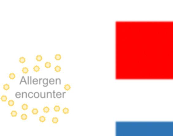 Mechanisms of Aeroallergen Immunotherapy 75 ATOPIC Allergen encounter Allergen recognized by immune system tolerance Allergen not recognized by immune system HEALTHY Fig. 2. Allergy versus tolerance.