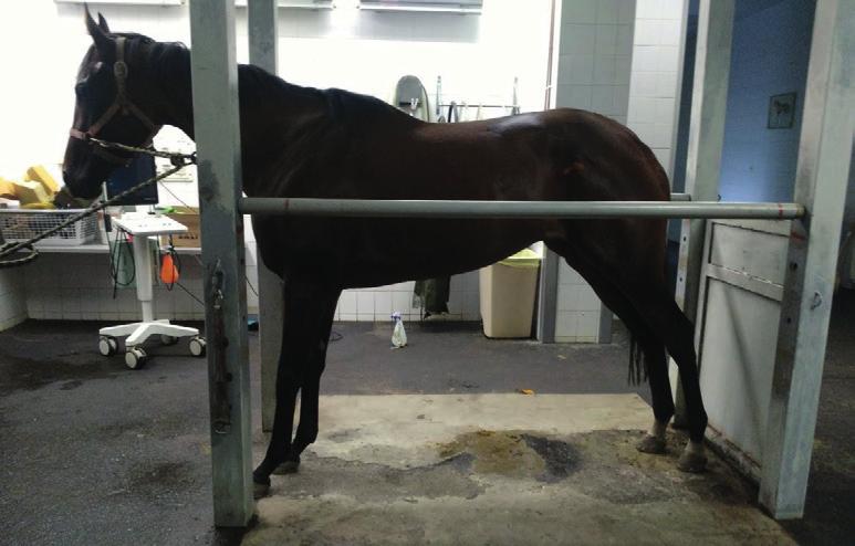 707. LÓ / EQUINE Kojer J., Sebesztha B., Bakos Z.: A paraffinolaj hatékonyságának vizsgálata lovak tágremese-obstipációjának gyógykezelésében J. Kojer, B. Sebesztha, Z.