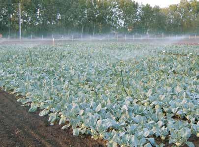 Esőztető öntözést - kisebb teljesítményű szórófejjel - általában szabadföldi termesztés során használhatunk.