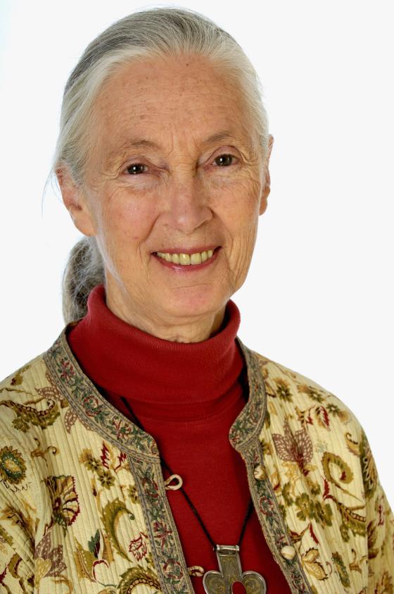 Jane Goodall Gombe Nemzeti Park Tanzánia 1977-ben alapította a Jane Goodall Intézetet (JGI), amely