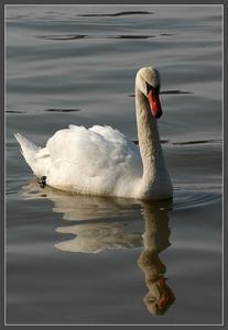 Madárinfluenza Csongrád megye 2016 20106. október 26. Bütykös hattyú Sándorfalva Fehér tó Vad madár H5N8 virustörzs 2 állat került vizsgálatra, (3/2016.